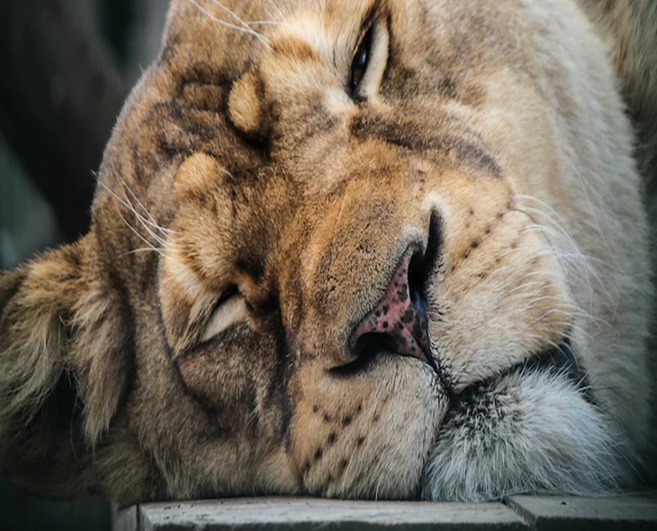 Circus-Rescued Lioness Indhu Dies In Tirupati Zoo