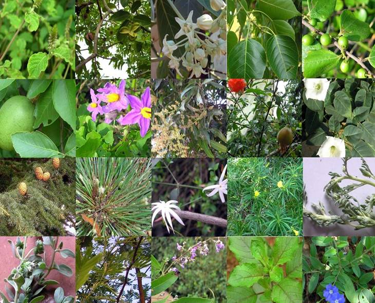 Ganesh Puja: Full List Of 21 Sacred Leaves Used In Worship