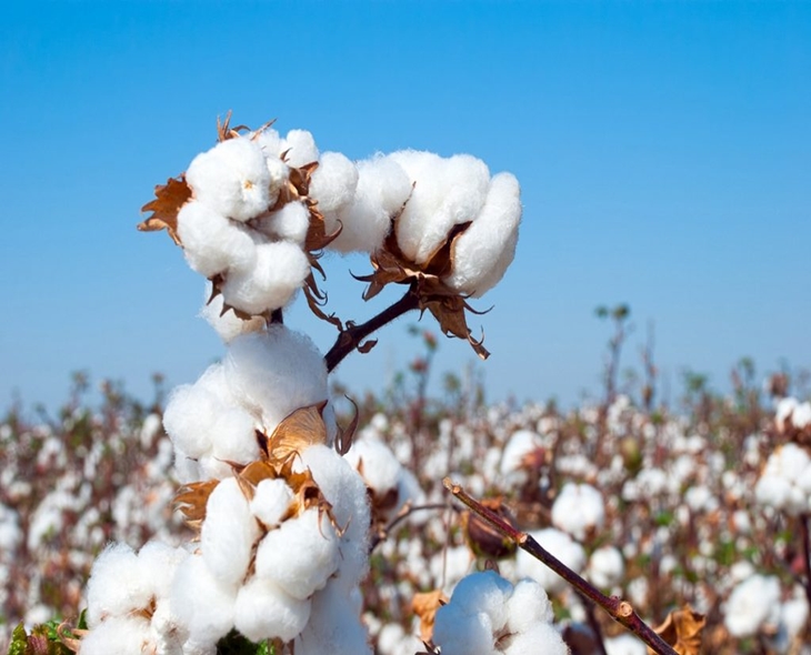 India Extends Cotton Import Duty Exemption Till Dec