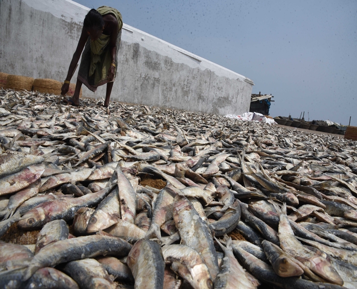 15 Lakh Odisha Fishing Workers Impacted By US Tariffs