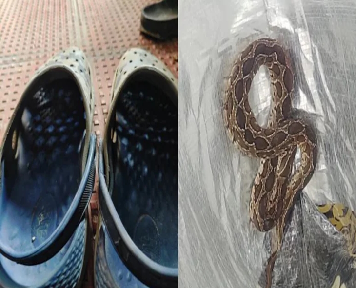 Bengaluru Techie Dies After Snake Bite From Slippers Left Outside