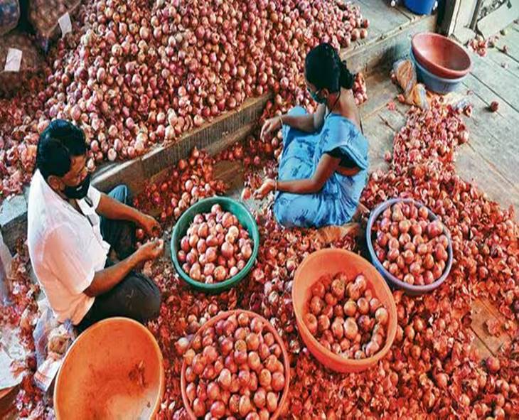 Onion Prices Crash In AP, Farmers Struggle To Break Even