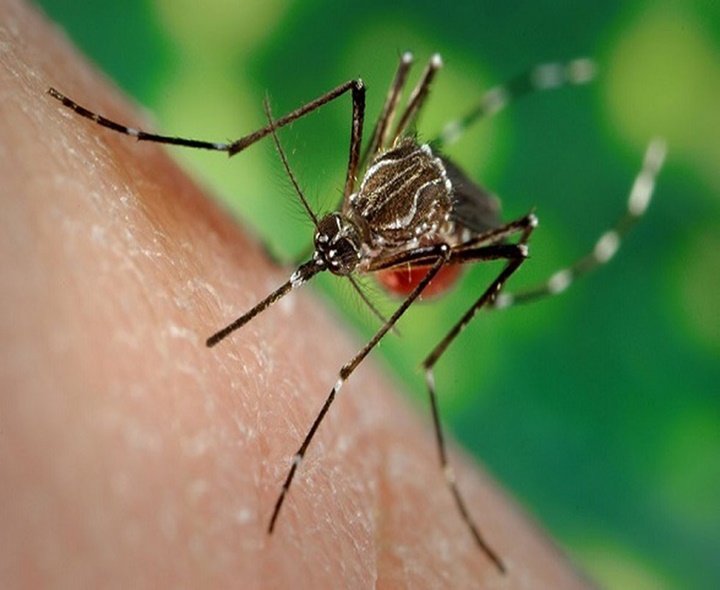 Mumbai Records Spike In Malaria, Dengue Cases