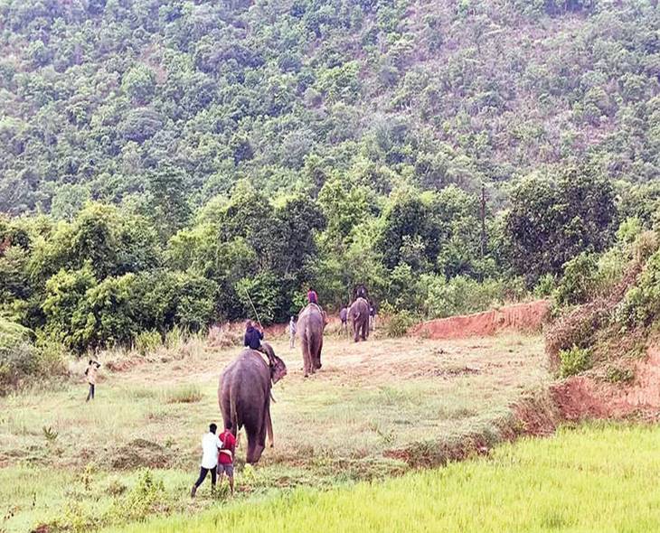 AP Govt To Track Wild Elephants With Radio Collars