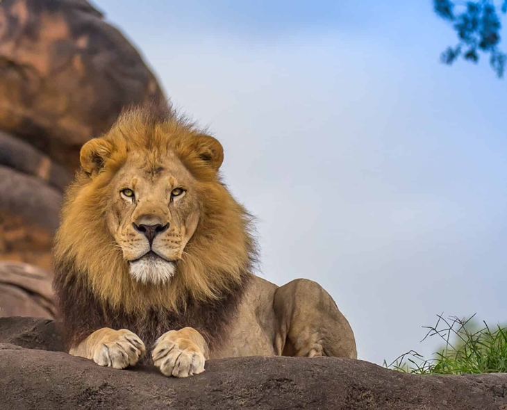300+ Asiatic Lions Die In Gujarat Over Two Years