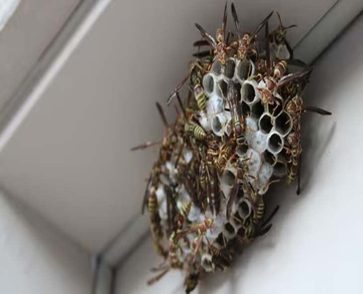 Tragic Wasp Attack In China: Two Siblings Die, Farmer Detained