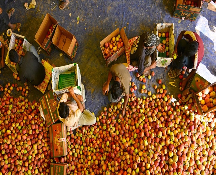 J&K Government Confirms Massive Fruit Dispatch