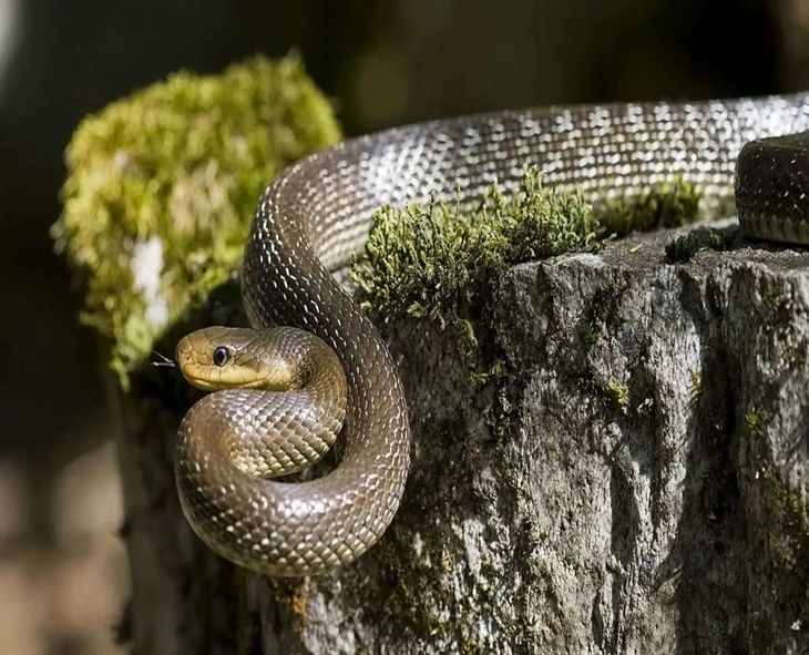 Hyderabad: Snakes And Crocodiles Spotted Near Homes As Musi Overflows