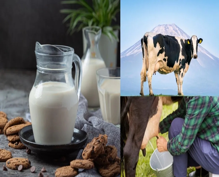 Should You Drink Cow or Buffalo Milk Before Bed?