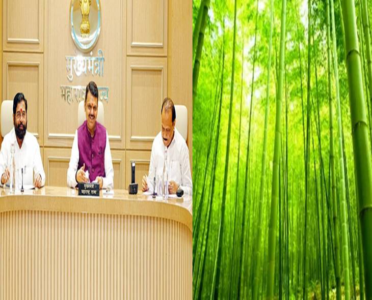 MH Cabinet Approves Bamboo Industry Policy With 15 Clusters