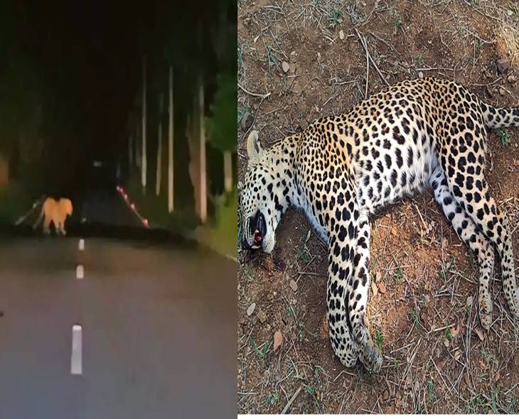 Leopard Found Dead At Srisailam’s Pathala Ganga, Probe On