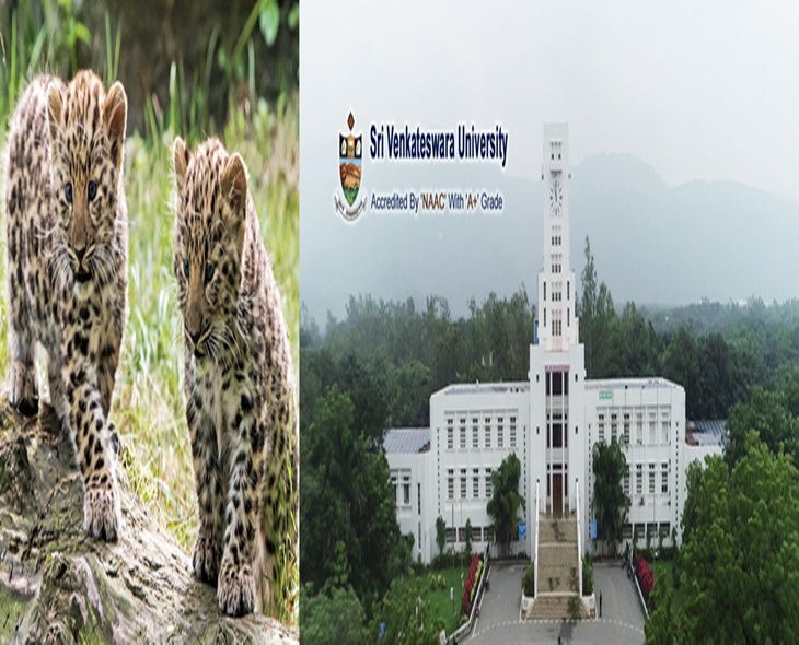 Leopard Sighting At Tirupati SV University Sparks Panic