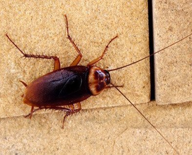Woman Accidentally Kills Neighbour While Trying To Burn Cockroach