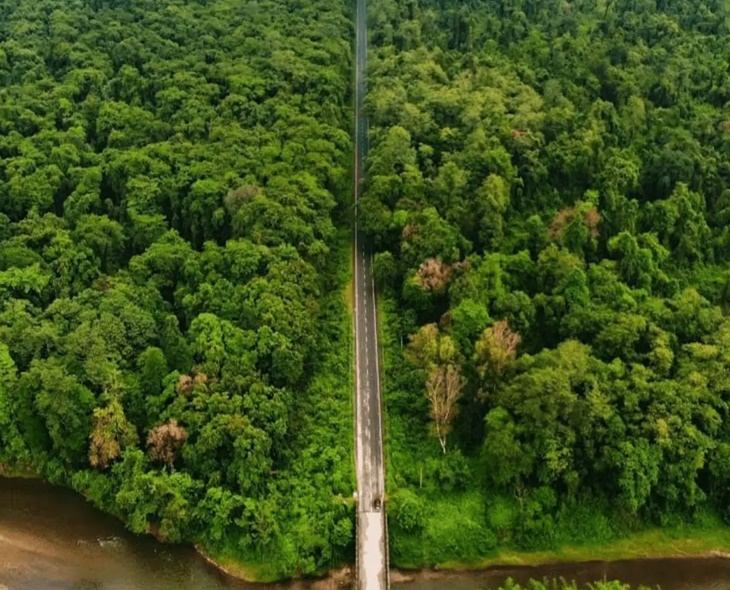 India Rises To 9th In Global Forest Area Rankings