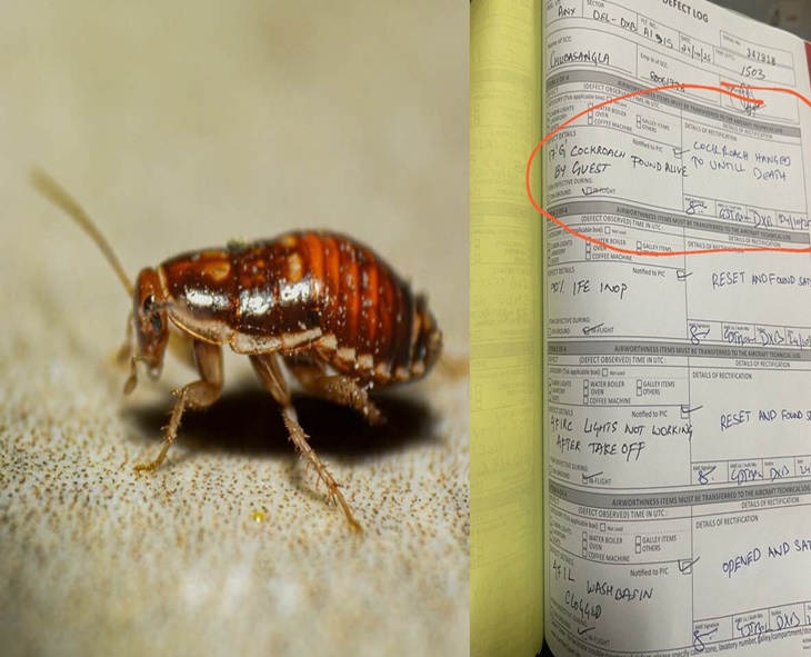 Air India Logbook Notes Cockroach “Hanged Until Death,” Goes Viral
