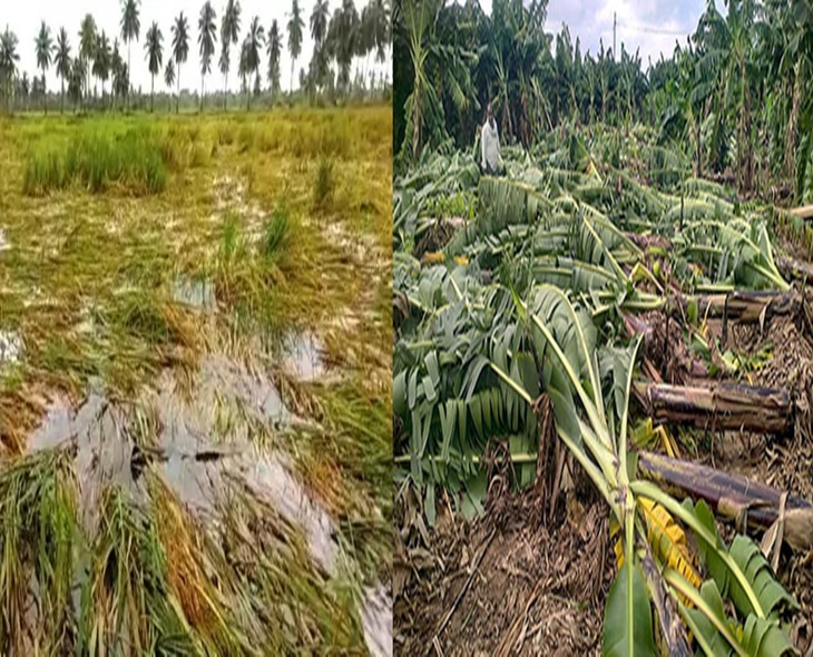 Widespread Crop Loss In 2 AP Districts After Cyclone Montha