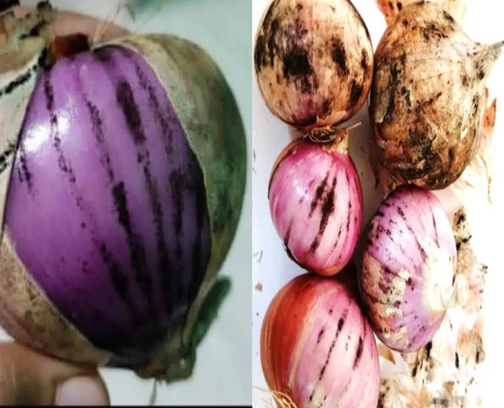 Avoid Onions With Black Spots — They Can Harm Your Health