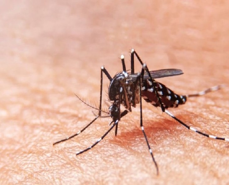 WB: Kolkata Witness Over 1,000 Dengue Cases