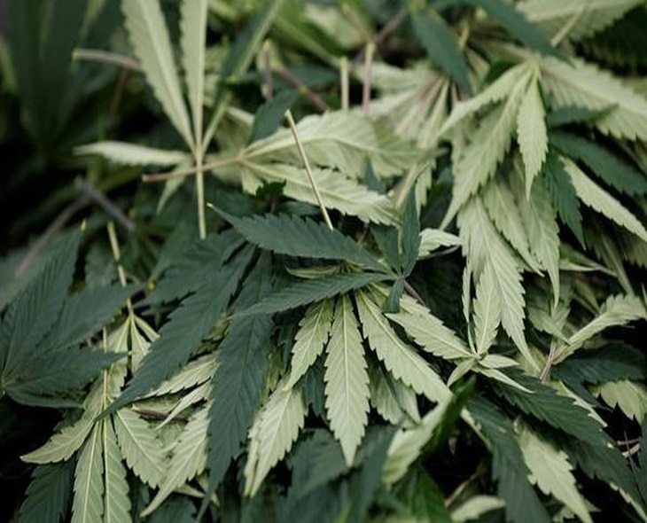 Kerala Filmmakers Named In Excise Ganja Case Chargesheet