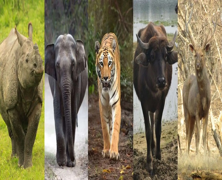 Kaziranga National Park Hosts Diverse Wildlife Species
