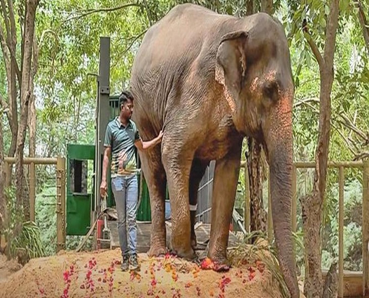 Maharashtra Proposes Relocating 50 Leopards To Gujarat