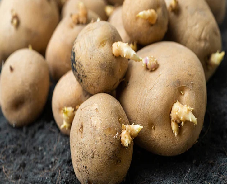 Eating Sprouted Potatoes Can Be Dangerous: Here’s Why