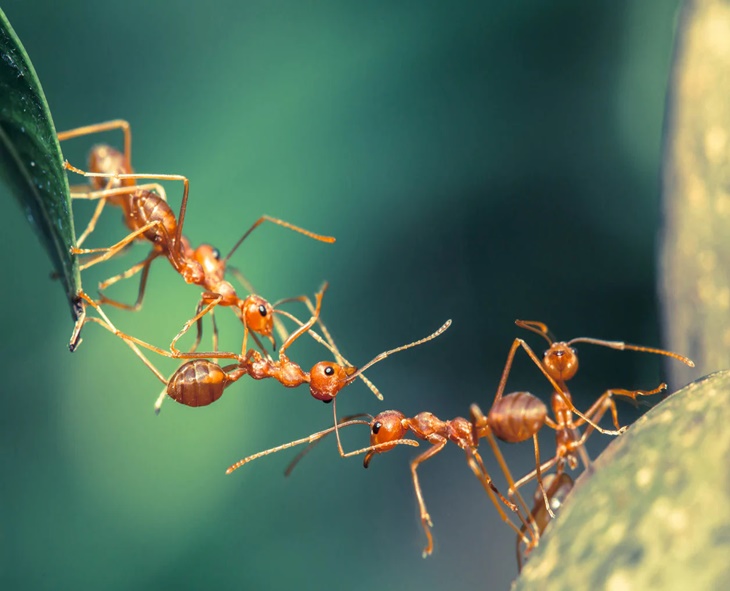 Woman Dies By Suicide After Extreme Fear Of Ants