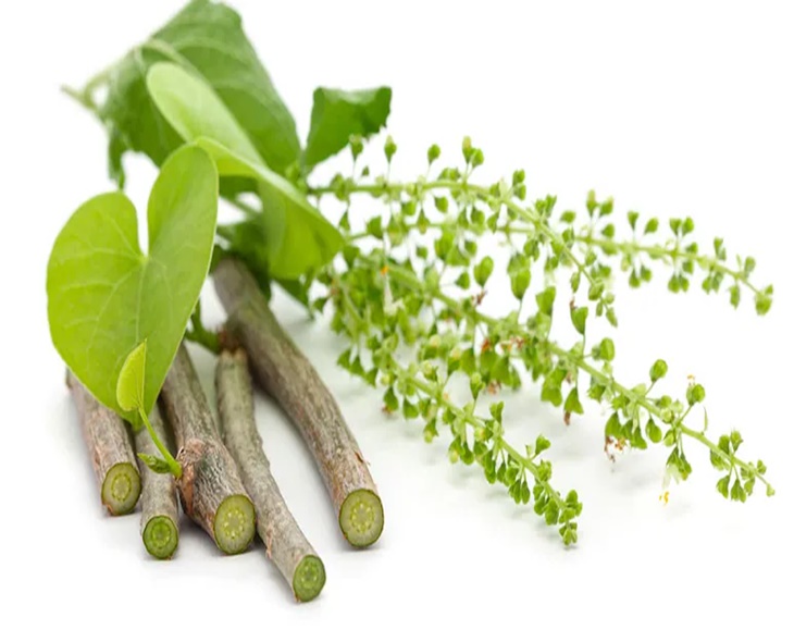 Giloy: Winter Herb Boosting Immunity And Digestion