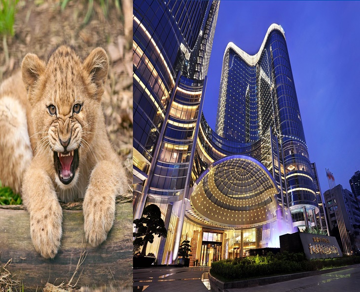 China Hotel Faces Backlash For Lion Cub Wake-Up Service