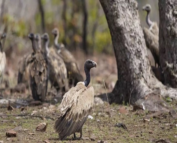 Maharashtra Tiger Reserve Frees 15 Endangered Indian Vultures