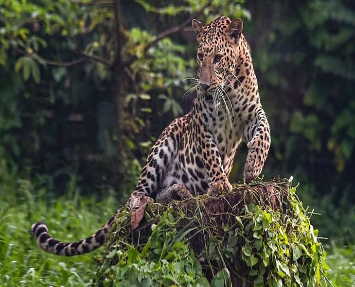 Leopard Spotted On Srivari Mettu Sparks Safety In Tirumala