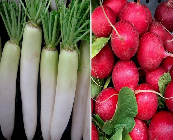 White vs Red Radish: Which One Is More Beneficial For Health?