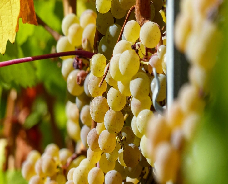 This Indian City Is Called City Of Grapes And Wine Capital