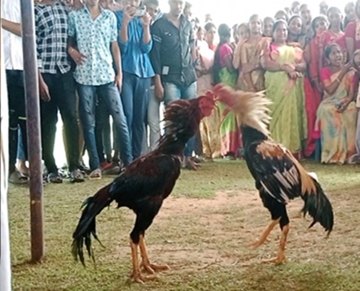 Cockfighting Activities Reported In AP’s Rayalaseema & Konaseema