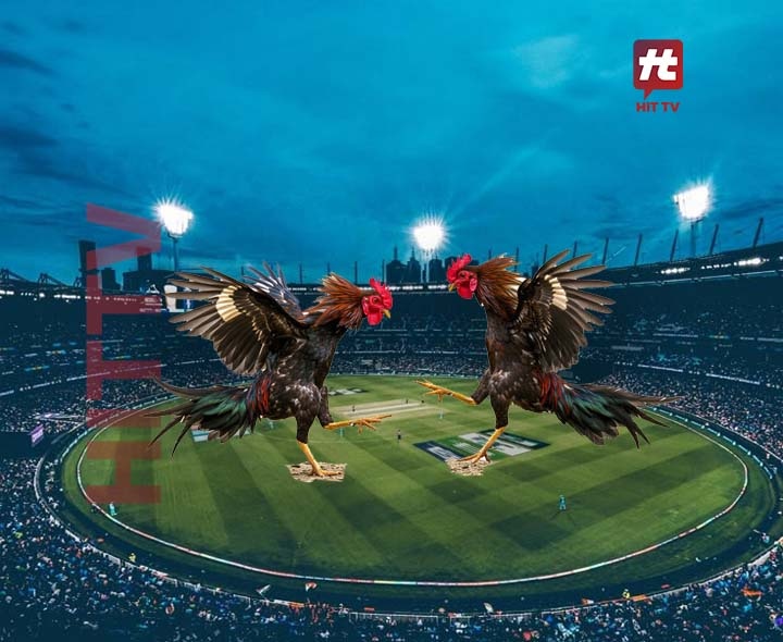 Sankranti: Cockfighting Craze In AP Sparks Talks Of ‘PPL’