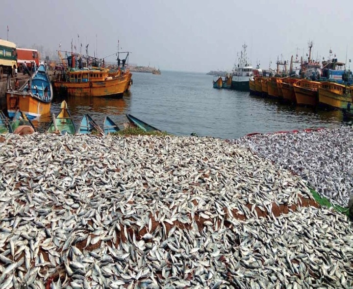 Long Queues At Vizag Fishing Harbour For Kanuma