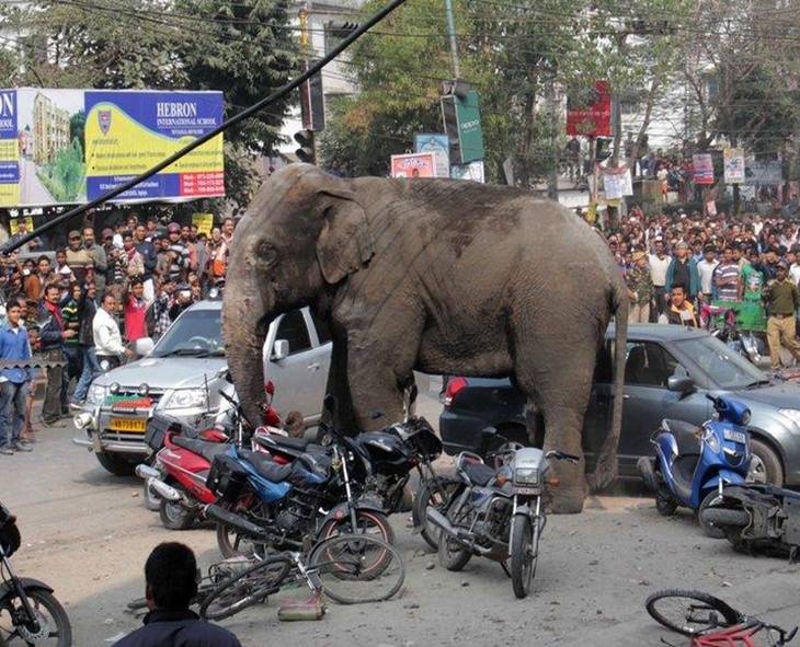 Jharkhand Declares Emergency: After Elephant Kills 22