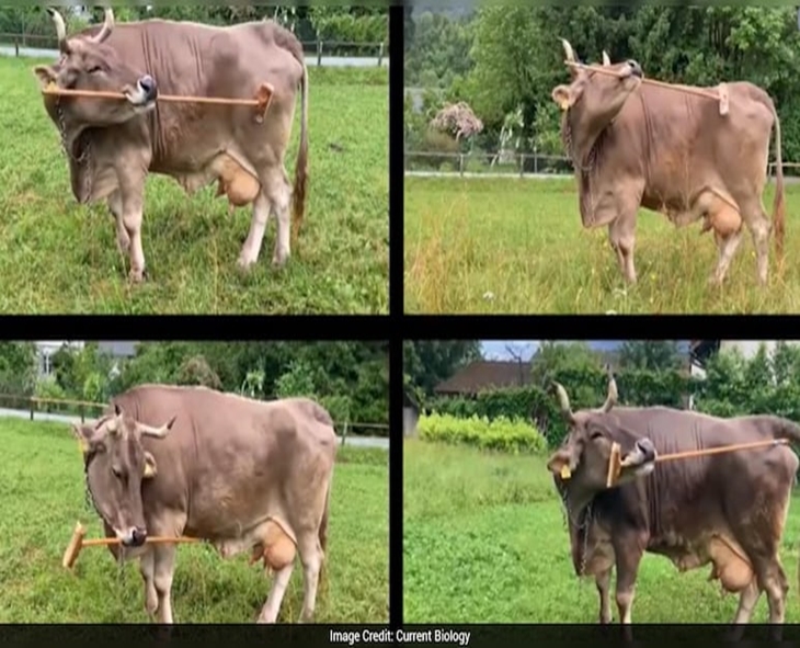 The First Cow Ever Recorded Using Tools