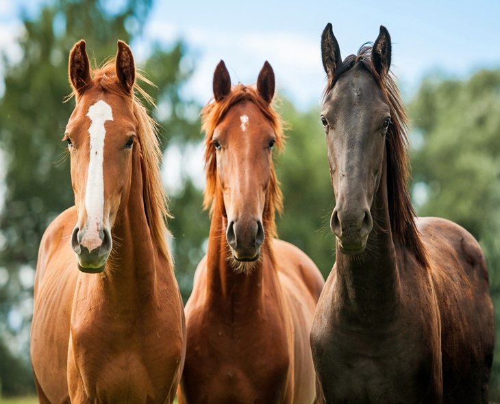 Horses Can Detect Human Anxiety Through Sweat Scent