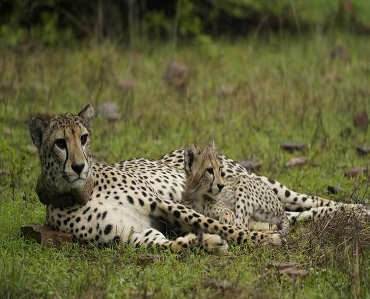 Kuno Welcomes 9 More Cheetahs, Total Now 48