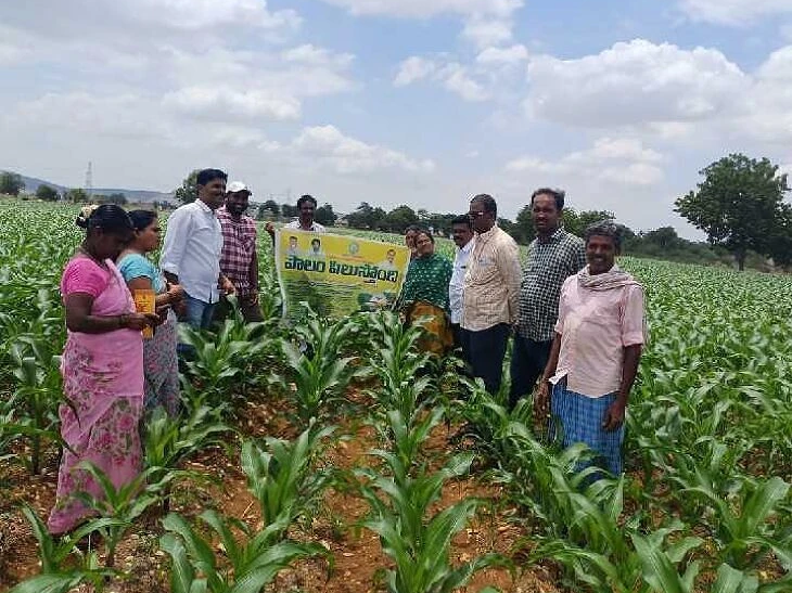 ‘ఆయిల్ ఫామ్ పంటలను సాగు చేయండి’