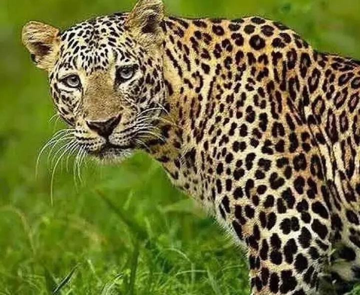 మంచిరేవులలో చిరుతపులి కలకలం