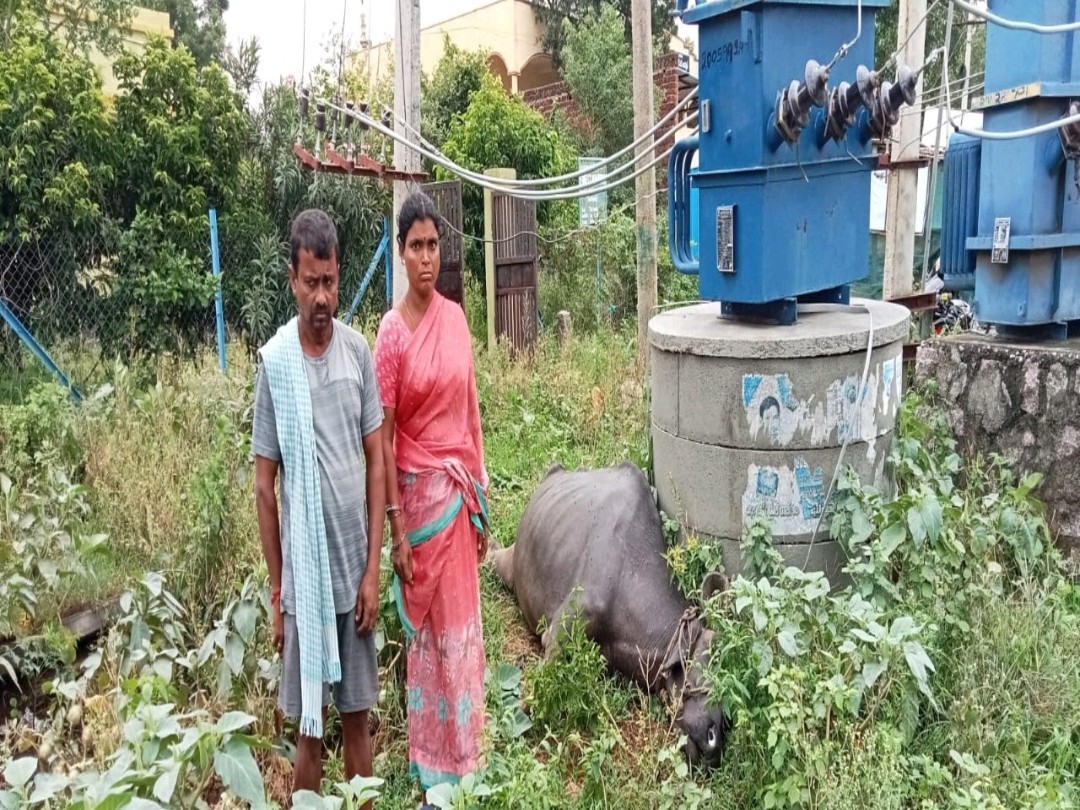 విద్యుత్ షాక్‌తో పాడి గేద మృతి