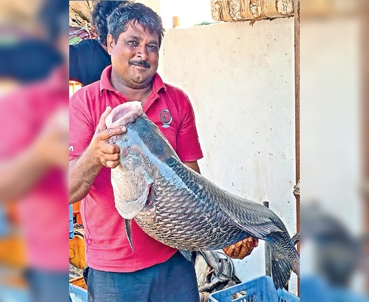 వలలో అరుదైన బొచ్చె చేప