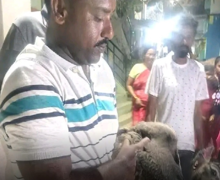 నెమలిని పట్టి సంరక్షణకు పంపించారు
