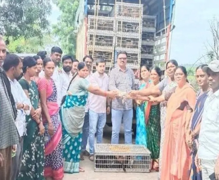 గ్రామ సంఘాలకు కోడిపిల్లల పంపిణీ