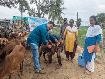 ‘PPR వ్యాక్సిన్‌తో పారుడు వ్యాధి నివారణ’