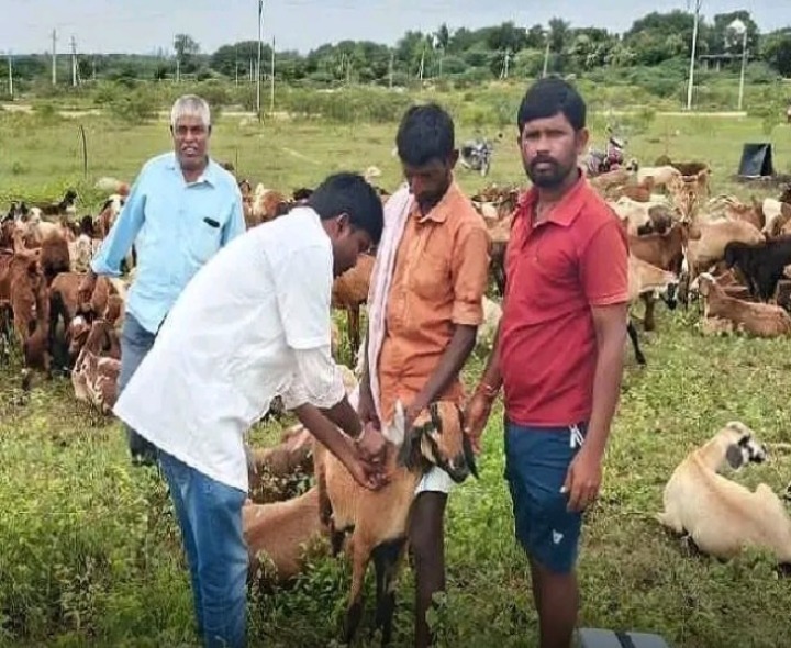 గొర్రెలకు, మేకలకు పీపీఆర్ టీకాలు