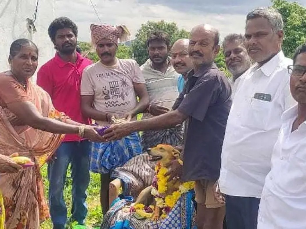 శునకానికి సీమంతం.. 60 కిలోల చికెన్తో విందు