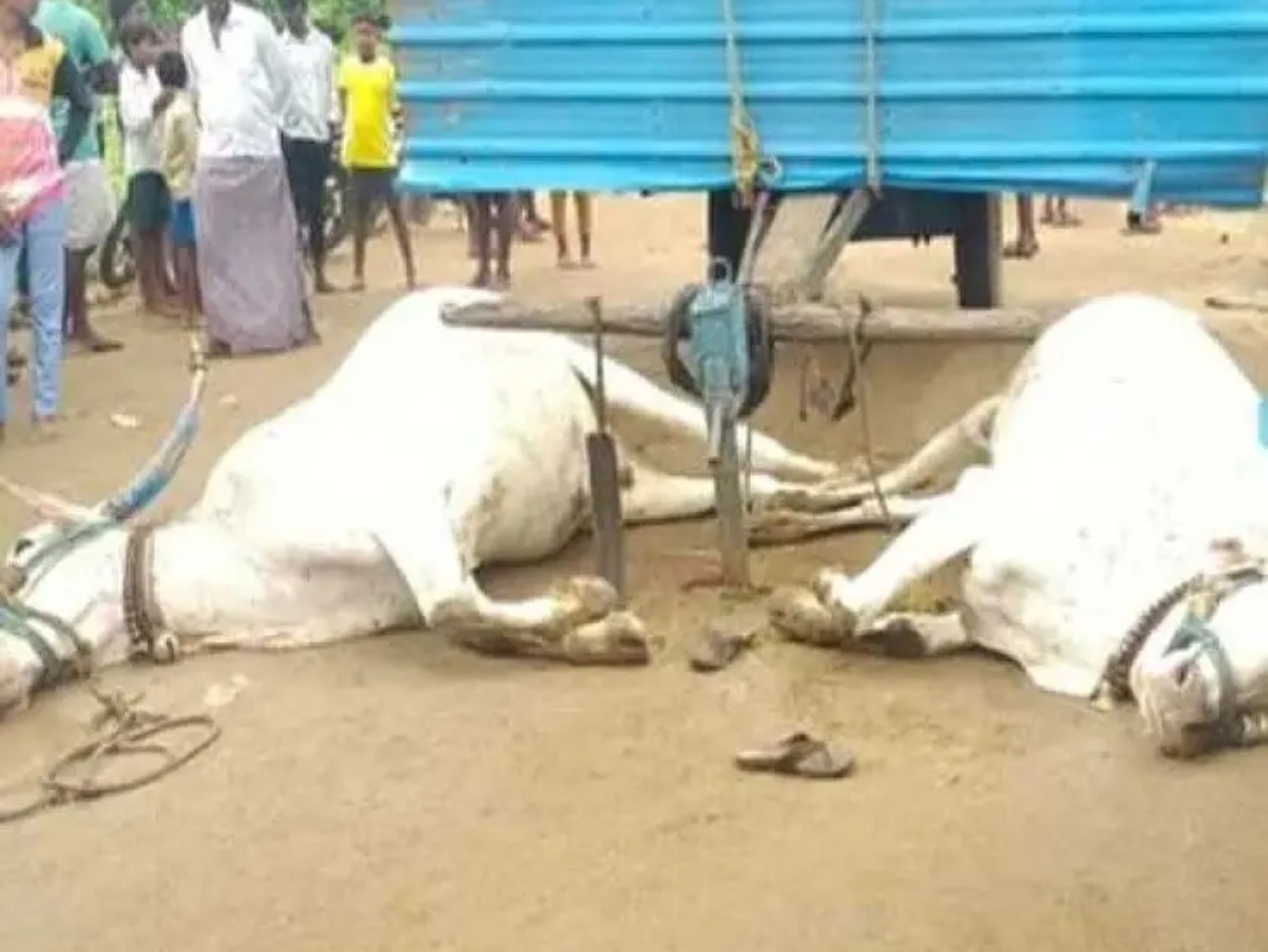 కరెంట్ షాక్‌కు గురై రెండు కాడెద్దులు మృతి